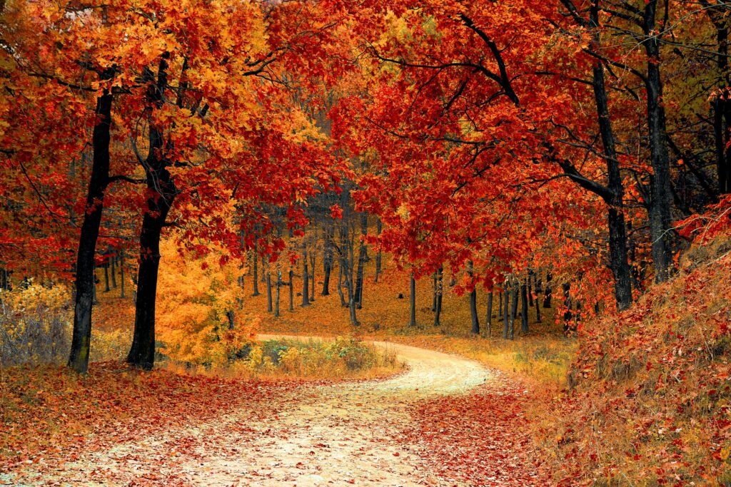 Trees with orange leaves surround a walking path.