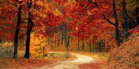 Trees with orange leaves surround a walking path.